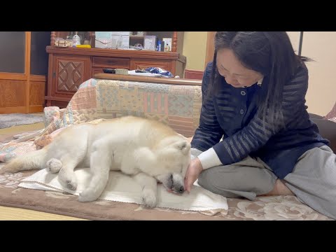 犬の動画サムネイル - 大好きとありがとうを伝えてくれる柴犬と、たくさん我慢させてしまったサモエドを喜ばせる一日