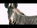 Zebra Conservation and Technology Insights