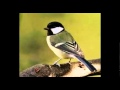 Birdsong and Its Ecological Impact