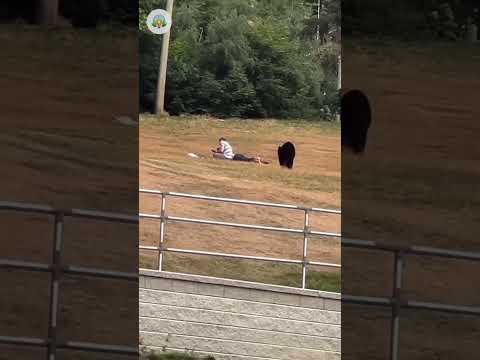 A Black Bear Surprises an Unsuspecting Couple 😱 #viral #shorts #animals #bear #wildlife #oso #video