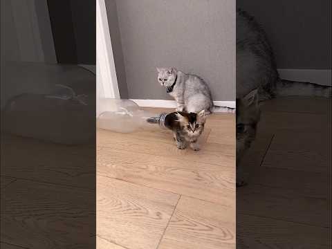 Внимание! Очень опасный трюк! #shorts #animals #cats #котята #случаи с котятами