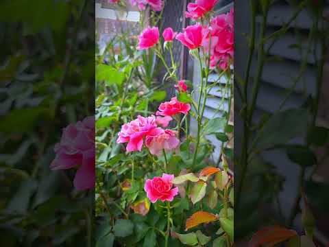 Succulents & Roses #plants