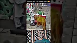 Innocent dog 😎❤️ WhatsApp Status #shorts Billionaire Attitude Status🔥 #motivational #quotes