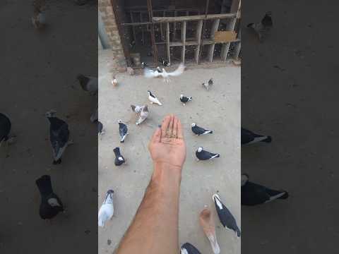 O 🥰 Kia Kabootar hai || Kabootar lover 💕 #shorts #pigeon #kabootar