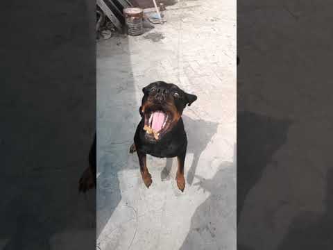 Roxy The Rottweiler || Funny dog Video || Review reloaded ||