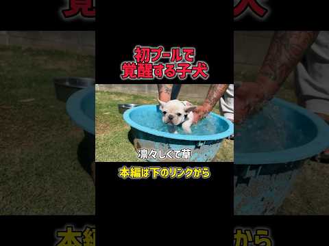 初プールで急に悟りを開いた子犬。#子犬 #フレブル #初プール #犬のいる生活 #癒し動画 #おもしろ犬 #フレンチブルドッグ #おもしろ #frenchbulldog