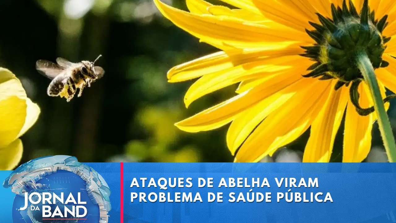 Ataques de abelha viram problema de saúde pública | Jornal da Band