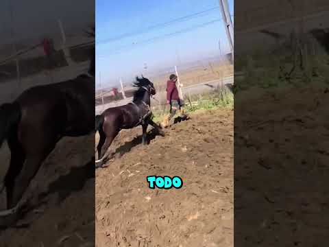 Caballo se revela contra su dueño (@horses.off)