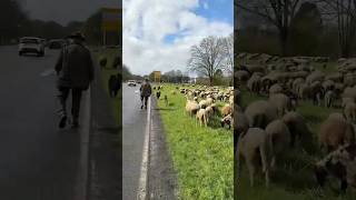 Frei, aber nie allein – die Hunde passen auf 🐑❤️ #schafe #sheep #herding #hütehund #shepherdlife
