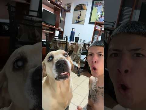 A VER ESO DIENTITO 👀🦷😂❤️ #videoshort #viral #argentina #videos #amor #youtubeshorts #risas #humor