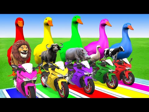 5 Giant Duck Cartoon,Cow,Elephant,Lion,Dinosaur,Tiger,Paint Wild Animals Crossing Fountain Animation