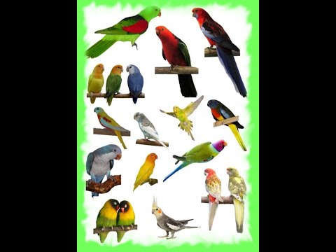 Différent oiseaux !! Becs crochus