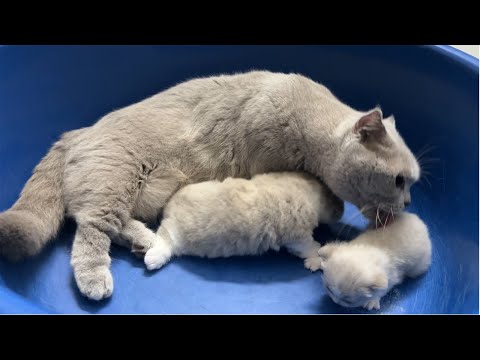 Meow Kittens: Pregnant cat visits a mother cat who is raising 2 kittens.