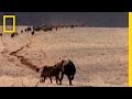 Spotted Hyenas on the Serengeti Plain