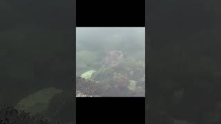 Releasing one of the most beautiful sea creatures in Europe ! The Thornback Ray !!