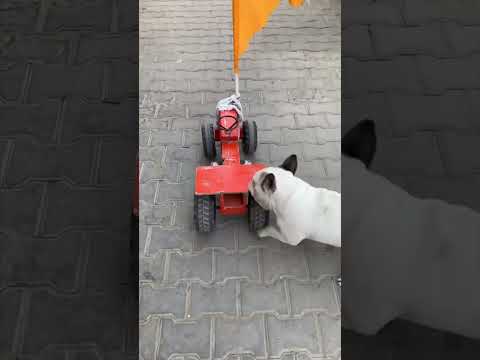 A beautiful, intelligent dog with a passion for sports🐕🏏🤞 #short #enjoy #challenge