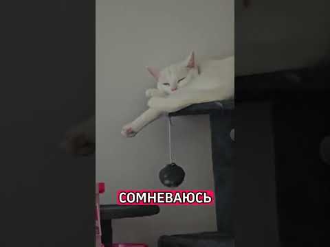 #киса #красиваякошка #кот #юмор #топ #тренд #комедия #смешно #приколы #позитив #кошки #shorts #fyp