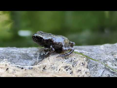 Herping in Prague - Common Toad - ropucha obecná (Bufo bufo), metamorfované mládě, Praha