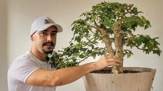 COMO FAZER BONSAI DE PITANGUEIRA