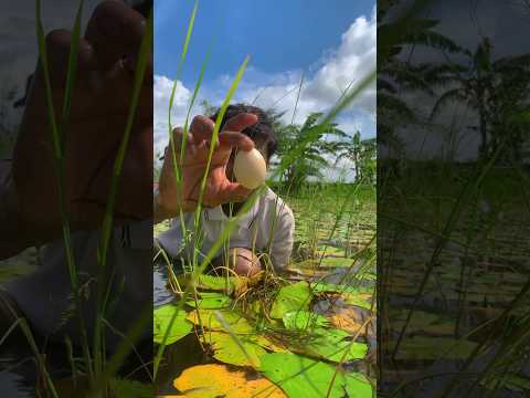 বালি হাঁসের An Egg Incubation🔥#shorts #experiment #youtubeshorts Mraly