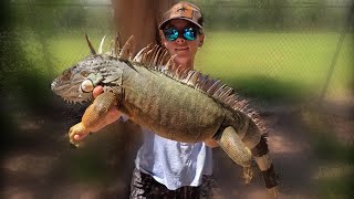 Girl Hog Hunter  Vs Giant iguana | iguana Hunting in Florida