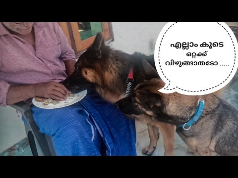 അമ്മയ്ക്ക് കൊടുക്കല്ലേ...അച്ഛാ....|Leo|Laika|Chottuz