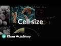 Exploring Factors Influencing Cell Size