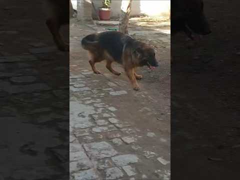 ##dog #pets #animals #viral #shortvideo ##dragon #bella ##reels