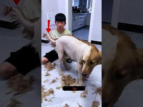 Köpek TÜYLERİNE veda ediyor!😱