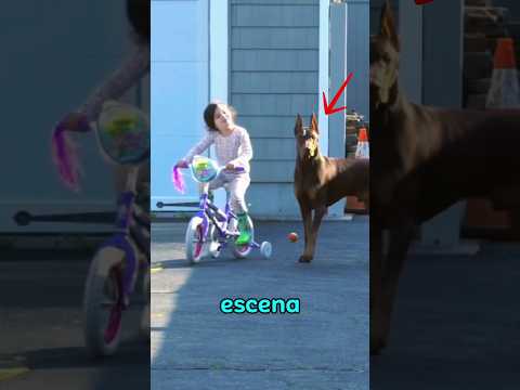 Doberman protege a esta chica de un extraño #shorts #doberman #animales