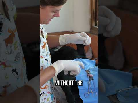Your Support Saves Animals!