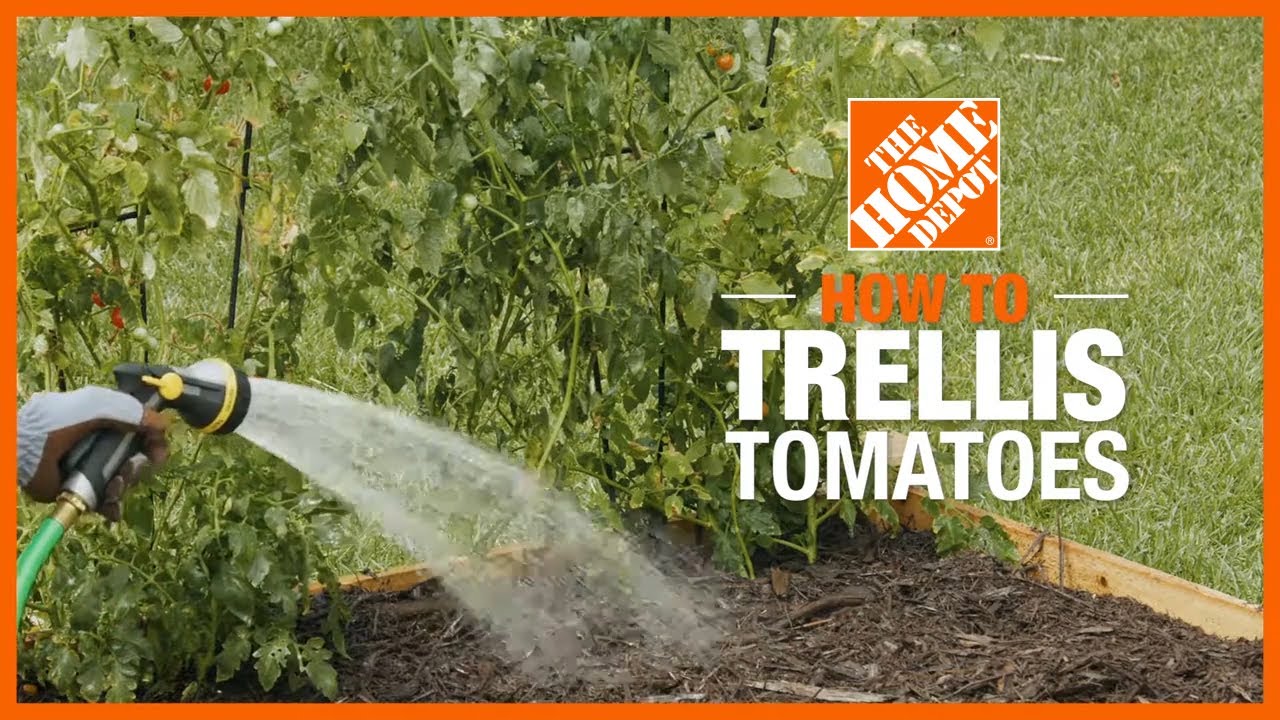 How to Trellis Tomatoes
