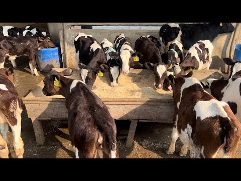 Intelligent Calf Raising Technique at Al Riza Dairy Farm