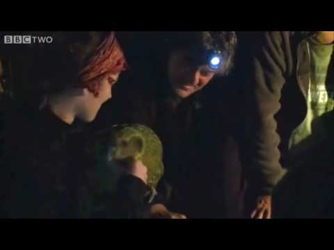 Stephen Fry: Kakapo Parrot Encounter - Last Chance to See - BBC Two