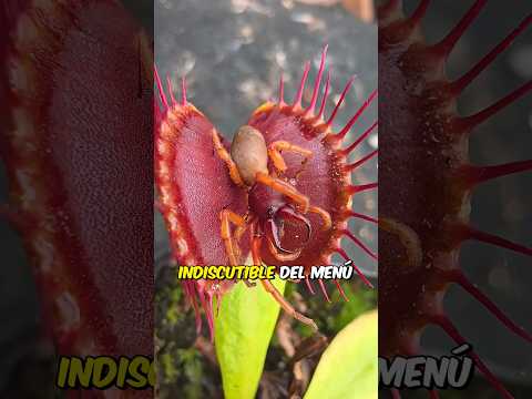 ESTA es la comida favorita de la Venus atrapamoscas