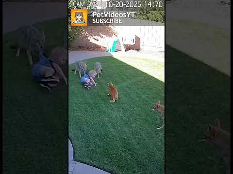 BAD Parenting? COYOTES Charge At BABY 😱😤