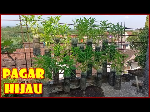 VERTIKULTUR KANGKUNG DI BOTOL BEKAS SOLUSI  BERKEBUN DI LAHAN SEMPIT | VERTICAL VEGETABLE GARDEN