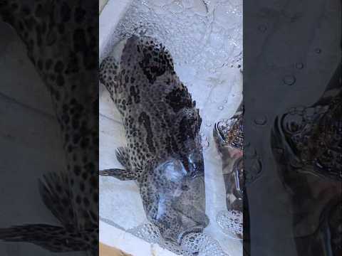 Sabah Grouper/Benjie Gonzales tv