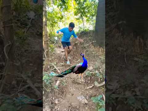 peacock attack #shorts #viral #peacockrangoli #trending #shortvideo
