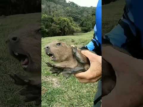 REI DO RIO ! FILHOTE DE CAPIVARA ABANDONADO !