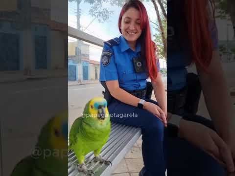 Vai com calma policial! 😂👮♀️ #papagaioengraçado #shortsviral #papagaiobrasileiro