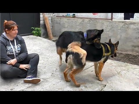 Beautiful couple of German shepherds Odin and Bona. First date.