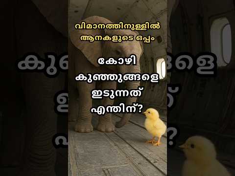 ആനയും കോഴിക്കുഞ്ഞുങ്ങളും 😮🐤🦣|Why chicks were put in aeroplanes with elephants?