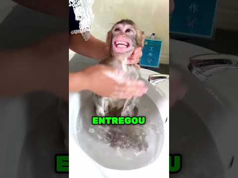 Ele viu o macaco em perigo e tentou salvá-lo!
