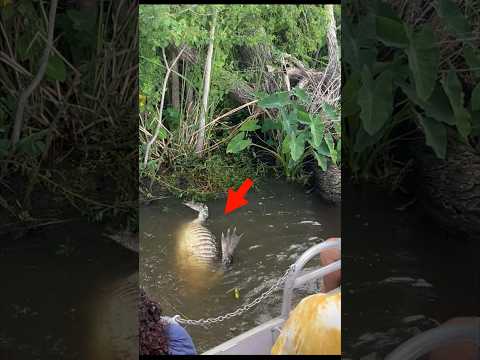 ชายใจดี!! ช่วยอัลลิเกเตอร์เคราะห์ร้ายขึ้นฝั่ง #wildlife #rescue #alligator #crocodile #shorts