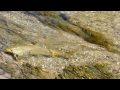 Provo River, Utah Fly Fishing Video By Park City Excursions by NancyandCompany