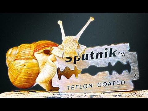 EXPERIMENT  Snail on Razor!