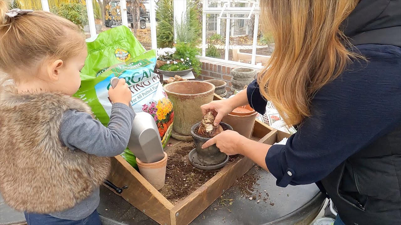 Planting Amaryllis, Paul Built Custom Root Cellar Shelves + Frost Free Water in the Greenhouse!