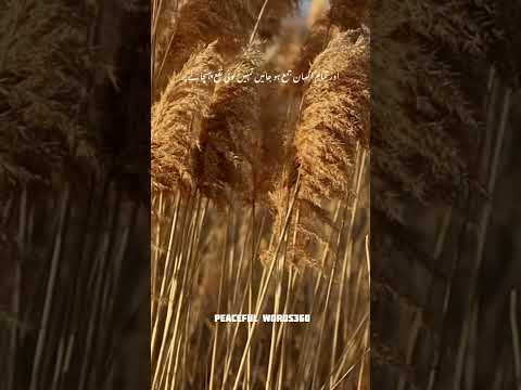 Dr Israr Ahmed #lines #bayyan#drisrarahmed