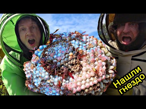 ✅Нашли ГНЕЗДО Гигантских ШЕРШНЕЙ под землёй ☠ ИСКУСАЛИ😱 Обезвреживаем дымовухой опасный РОЙ ДИКИХ ОС